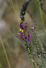 Cleome elegantissima