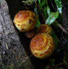 Pholiota glutinosa