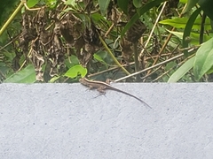 Anolis sagrei