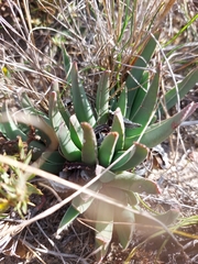 Acrodon