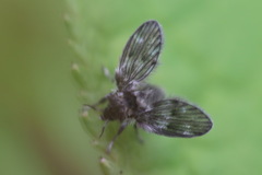 Pneumia trivialis