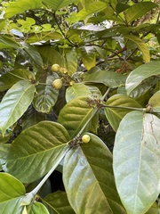 Oxyanthus pyriformis