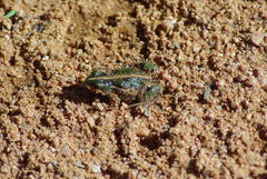 Cacosternum boettgeri