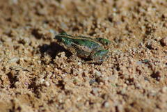 Cacosternum boettgeri