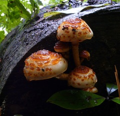Pholiota glutinosa