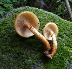 Pholiota glutinosa