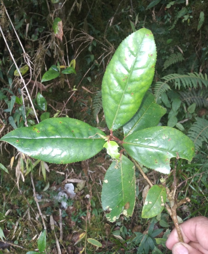 Symplocos fimbriata