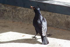 Onychognathus nabouroup