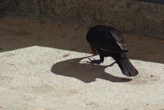 Onychognathus nabouroup