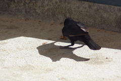 Onychognathus nabouroup