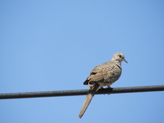 Columbina inca