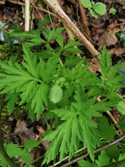 Papaver cambricum