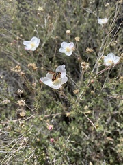 Andrena prunorum prunorum