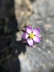 Spergularia rubra