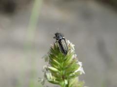 Enicopus ater