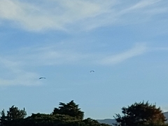 Alopochen aegyptiaca