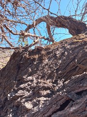 Liolaemus chiliensis