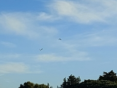 Alopochen aegyptiaca