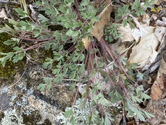 Capnoides sempervirens