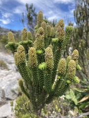 Stilbaceae