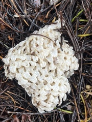 Phyllonotus pomum