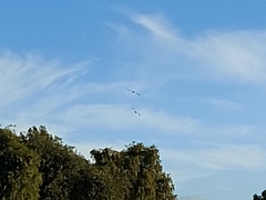 Alopochen aegyptiaca