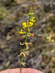 Acmispon glaber glaber
