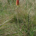 Kniphofia ensifolia ensifolia - Photo (c) pottasjj,  זכויות יוצרים חלקיות (CC BY-NC)