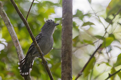 Thamnophilus ambiguus