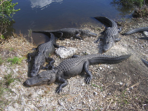 Alligator mississippiensis