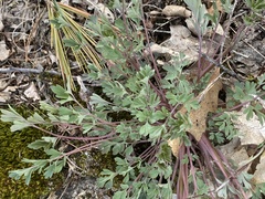 Capnoides sempervirens
