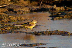 Motacilla flava flava