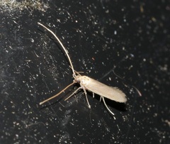 Tegenocharis tenebrans