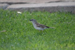 Passer diffusus stygiceps