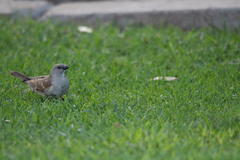 Passer diffusus stygiceps