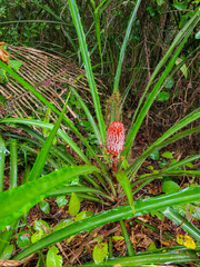 Ananas comosus bracteatus