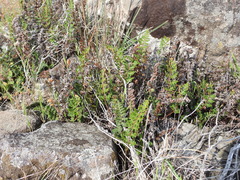 Paragymnopteris marantae marantae
