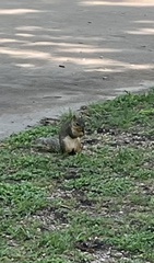 Sciurus niger