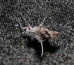 Ashibusa