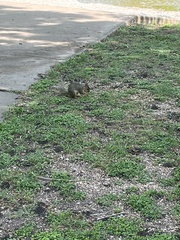 Sciurus niger