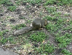 Sciurus niger