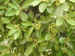 Daphnopsis americana