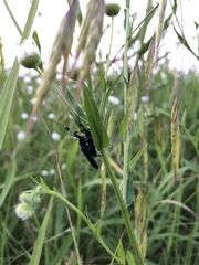 Agapanthia amurensis