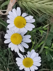 Matricaria chamomilla