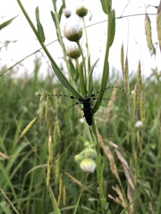 Agapanthia amurensis