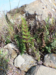Paragymnopteris marantae marantae