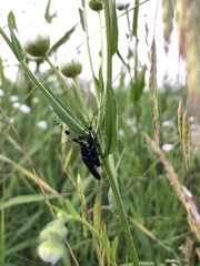 Agapanthia amurensis