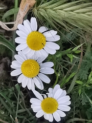 Matricaria chamomilla