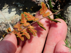 Paragymnopteris marantae marantae