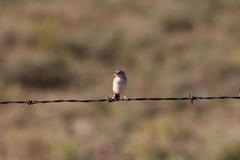 Cisticola juncidis terrestris